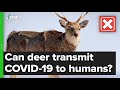 There is no evidence deer transmit COVID-19 to humans