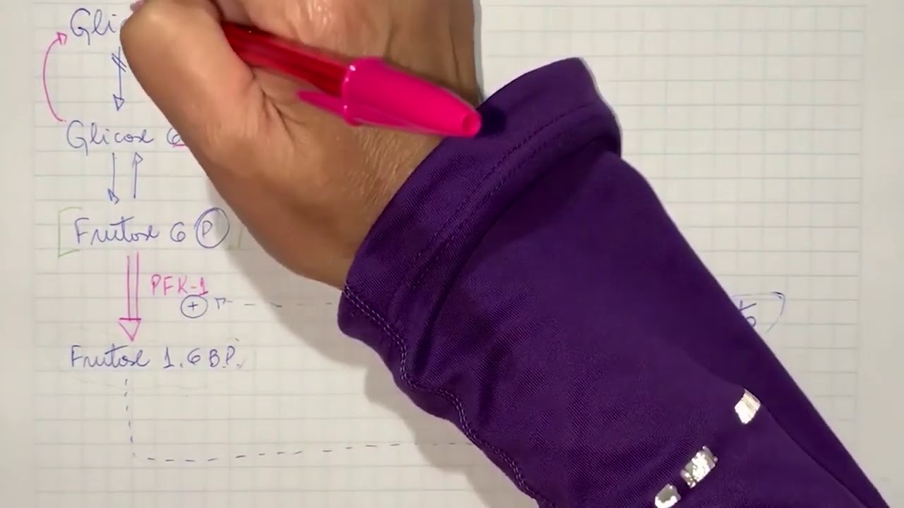 Regulação de Gliconeogênese por F2,6BP 1