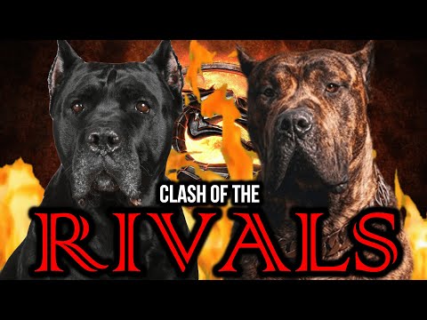 Cane Corso vs Presa Canario | Presa vs Cane Corso | Battle of the Rivals | Billa Boyka |
