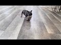 French Bulldog dogs for sale: Finn - Video 1
