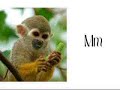 Sesame Street African Animal Alphabet