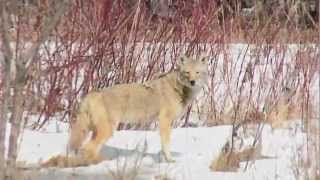 preview picture of video 'Eastern Coyote Sighted at Claireville Conservation Area'