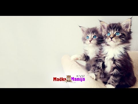 MačkaManija Kviz - najava