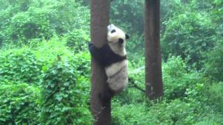 Video : China : Tree-climbing Panda - video