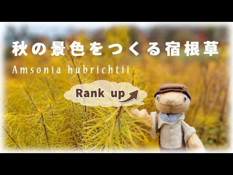 ベリス、美しい 植物