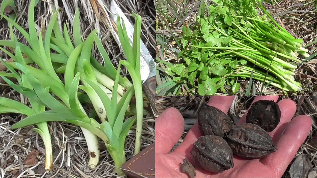 ガサ帰りの河川敷でセリとカンゾウとクルミを収穫