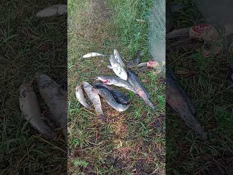 pescaria em Barra do Ribeiro 17 de fevereiro2026