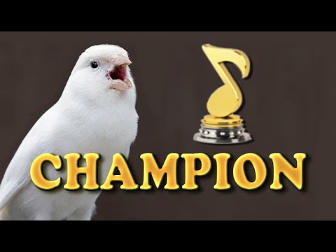 New WHITE CANARY 12h Training Song !!!