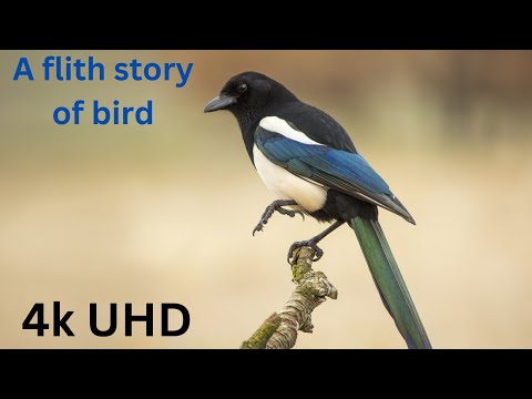 The Secret Routes of Migratory birds | Documentary | flight story of bird #birds #wildlife #8k