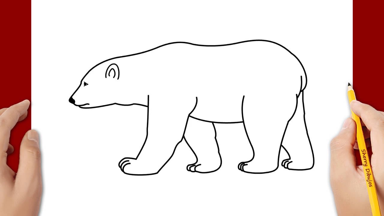 Cómo dibujar un oso polar