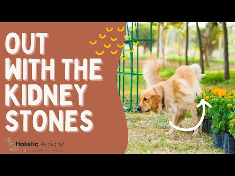 How To Dissolve Kidney Stones In Dogs And Cats