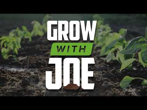 Grow with Joe - The Best Fertilizers for Hot Peppers, When to Fertilize, and Crucial Plant Nutrients