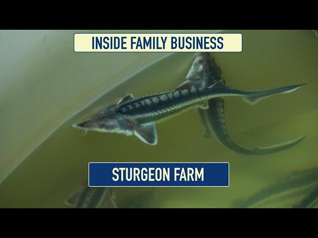 Fish farming: an efficient way to multiply income