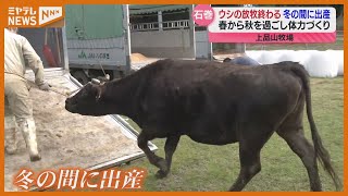 「健康で立派な子牛が生まれれば…」今シーズンの『牛の放牧』終わる（宮城・石巻市）