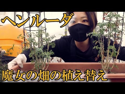 ルー 植物