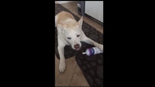 Dog loves whipped cream from a can
