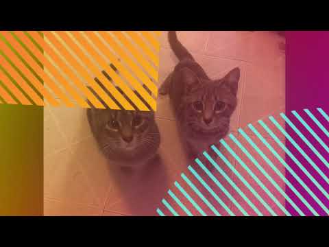 Eudora and Eunike (bonded pair), an adoptable Tabby & Tiger Mix in Waterbury, CT_image-1