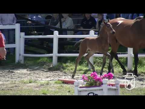 NF292 Hengstfohlen von Diarado - Caretino - Grundyman xx