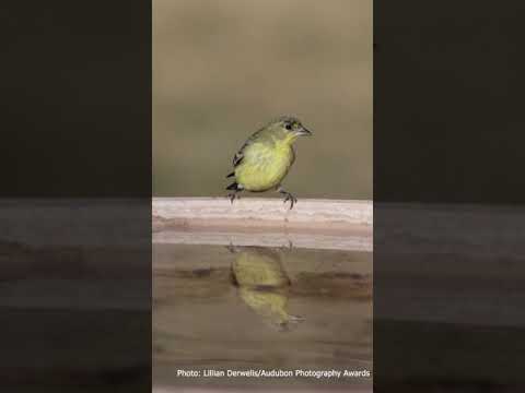Backyard Birding Tips: How to Identify a Lesser Goldfinch