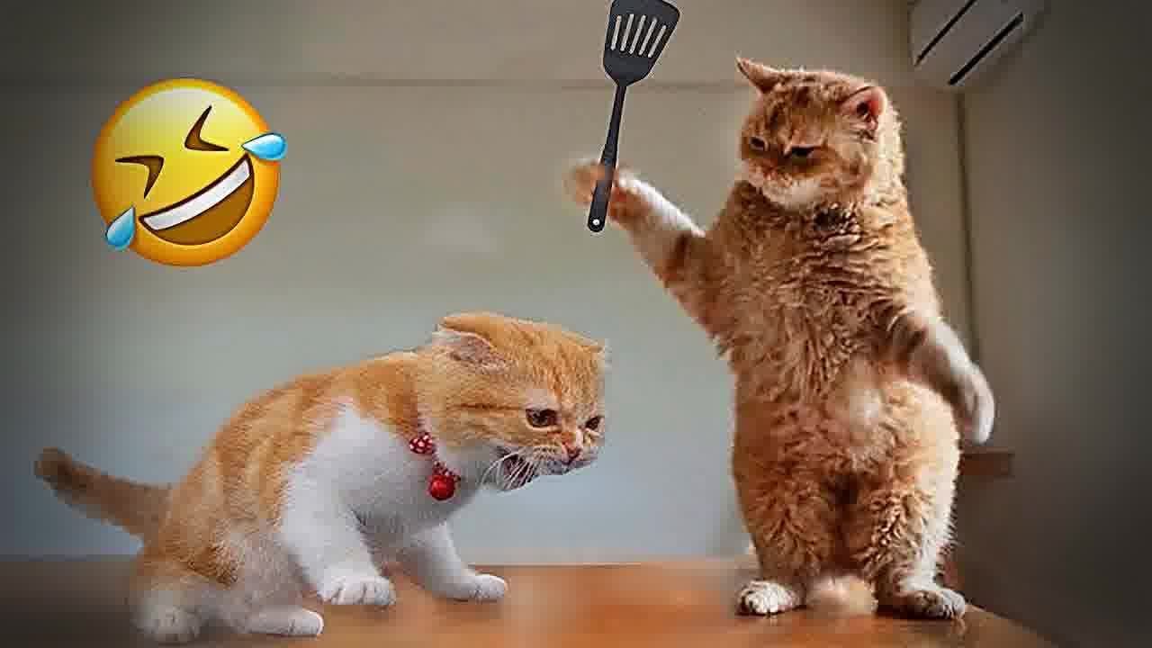 ❤️ TRY NOT TO LAUGH 🤣🐶 Best Funny Animal Videos 2024 😂🐱