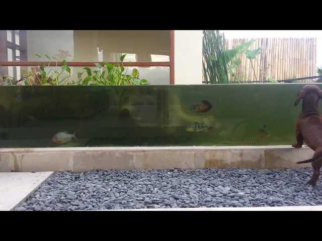 Tropical monster fish pond