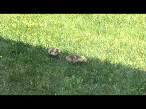 99.1 WFMK Station Goslings Are Getting Big