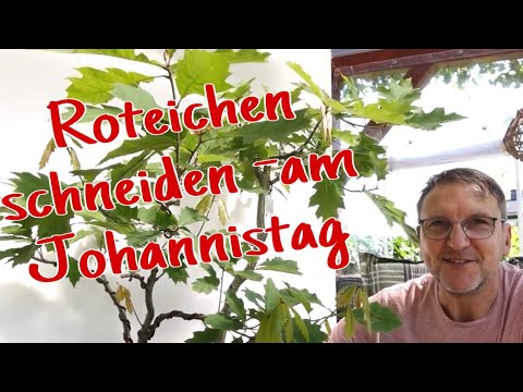 Roteichen Sommerschnitt Pre-Bonsai 2023/22