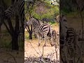 Zebra Mating