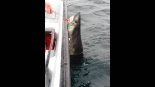 Shark in Bay Roberts