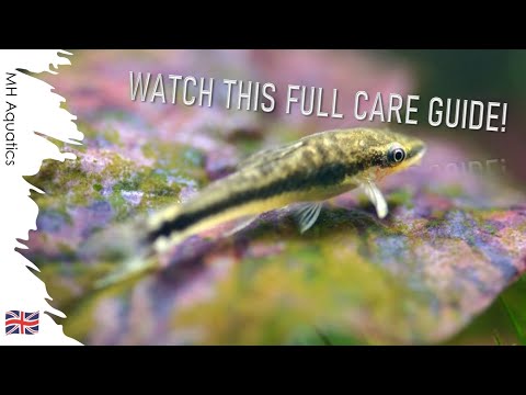 Otocinclus Catfish Care Guide | The Best Algae Eaters