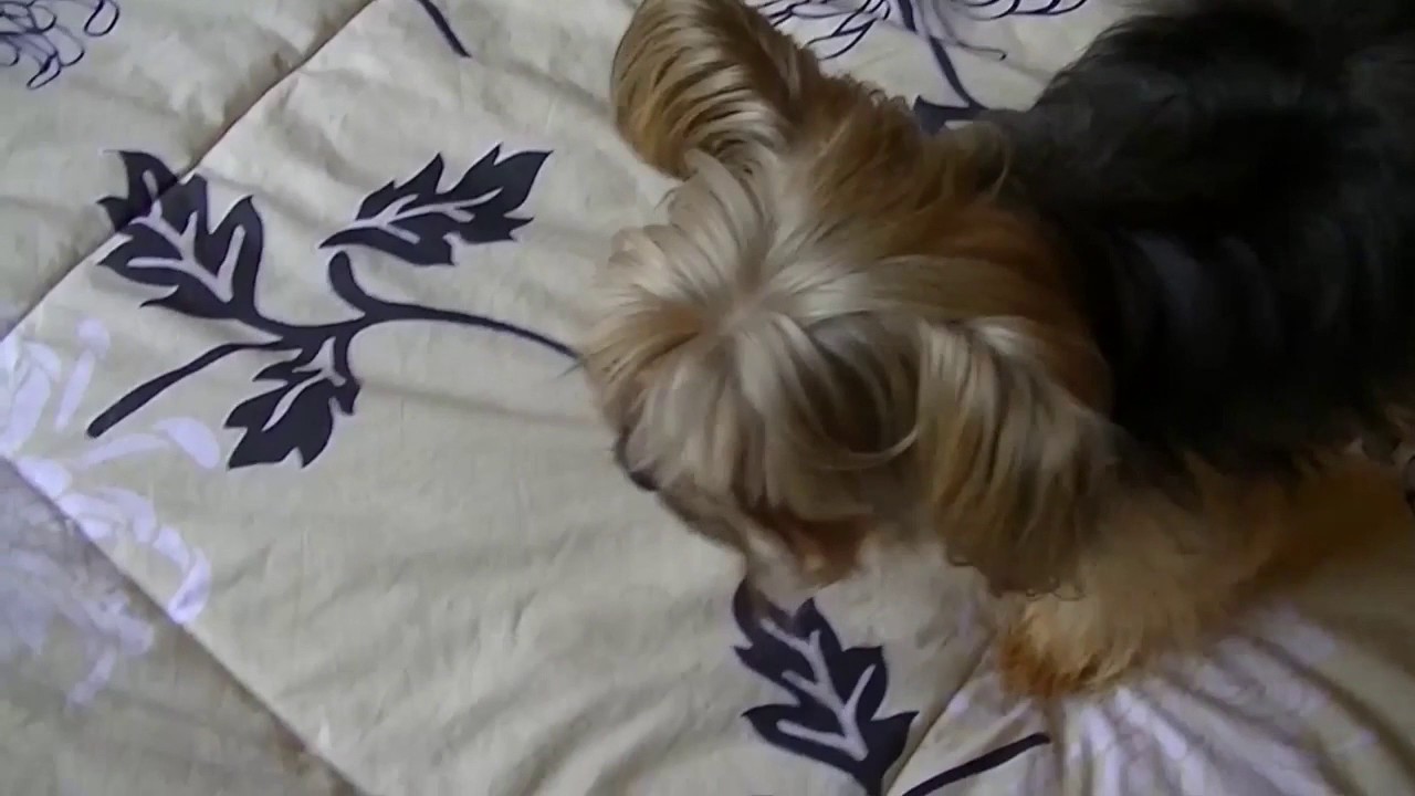 Quanto mais eu conheço as pessoas mais eu amo meu cachorro.