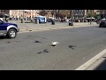Seagull Eating Pizza On The Road