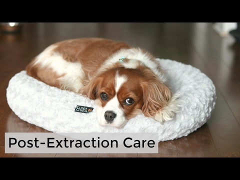 POST-EXTRACTION CARE | Tips after Tooth Operation for Dogs | Herky the Cavalier