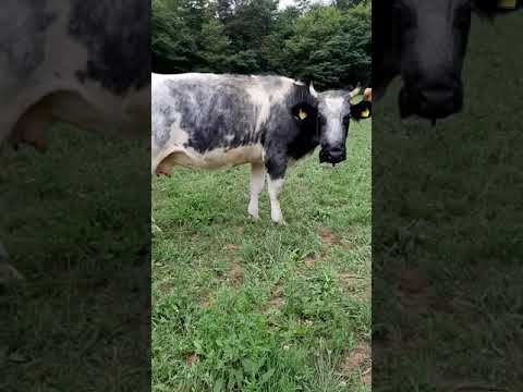 MUCCHE  METRE PASCOLANO BRIGA NOVARESE PROV DI NOVARA PIEMONTE