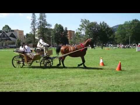 Zwycięski bieg - Fiakr 2017