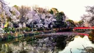 preview picture of video '【花見】岩槻城址公園の花見と夜桜ダイジェスト Hanami of Iwatsuki Castle Park'