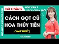 Cách gọt củ hoa thuỷ tiên Ngữ văn lớp 7 Chân trời sáng tạo