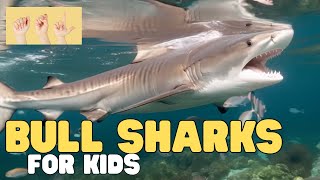 ASL Bull Sharks for Kids
