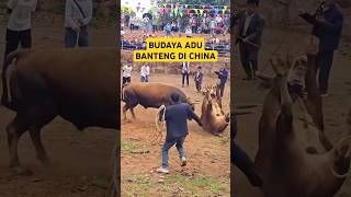 Download lagu Budaya adu banteng di China #animalshorts #animals #sapi #kerbau #gajah #panda #hewan #videosapi mp3