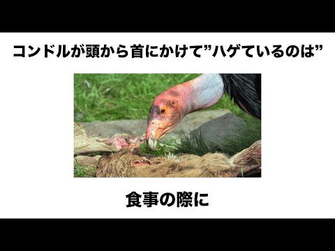 シモツケコンドルについて詳しく解説