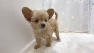 ハーフ犬の動画01