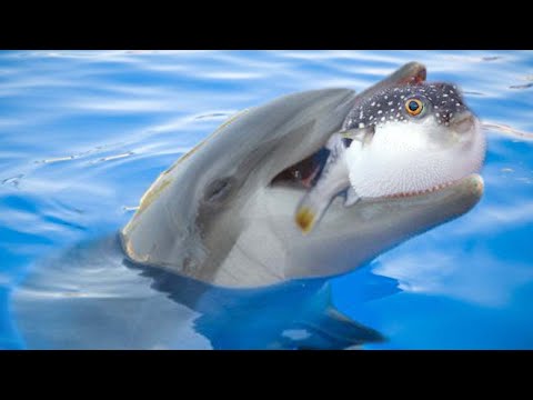 Dolphins use Puffer fish to get high