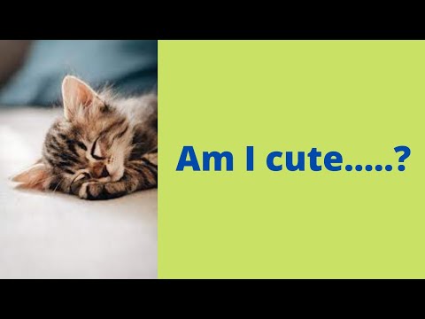 “_” ADORABLE CAT PLAYING