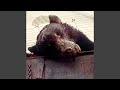 I bore you now bear for me