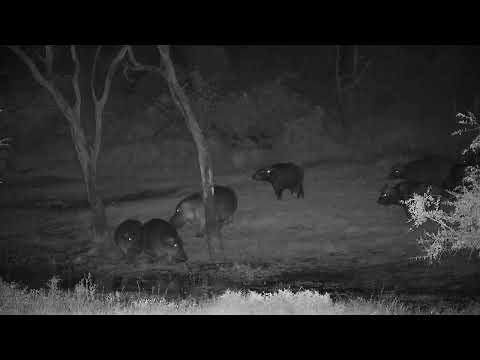 Djuma: Three Hippos return with Buffalo herd at dam - 23:48 - 07/14/2022