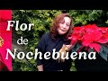 Planta Flor De Noche Buena ó Flor De Pascua Y Sus Cuidados En Maceta Negra