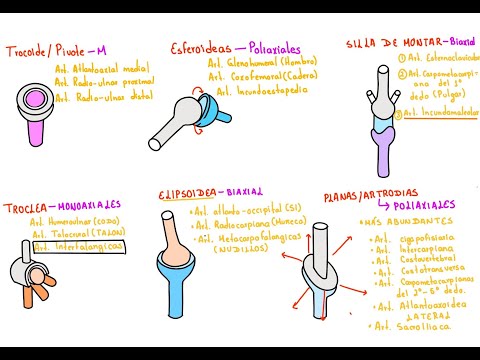 Generalidades: Artrología