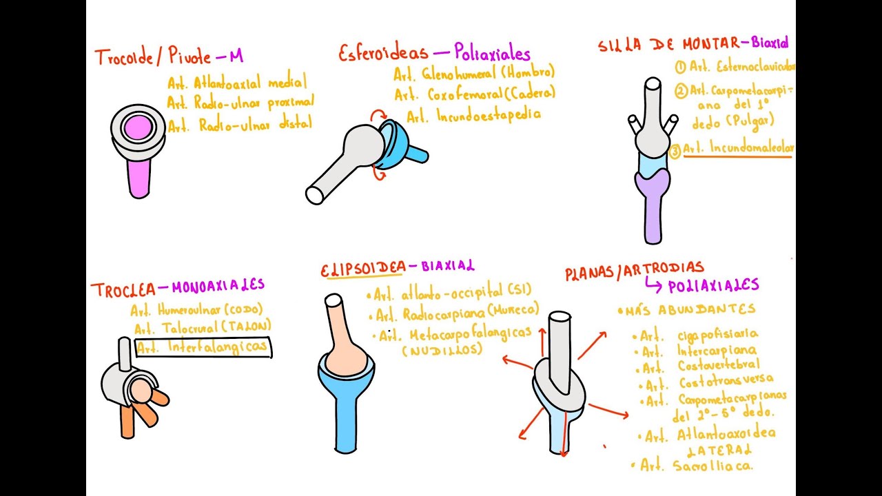 Generalidades: Artrología
