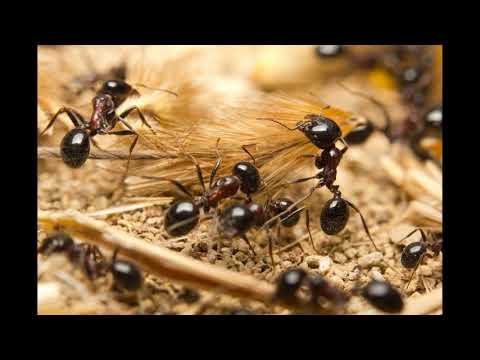 ISE I  Ants. Listening TRINITY B1, task 1.