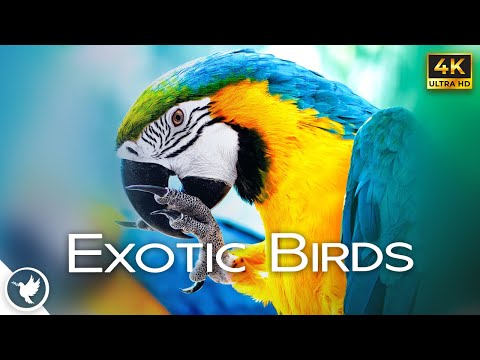 Beautiful & Relaxing Piano Music With Some of The Most Beautiful birds in The World - In 4K UHD